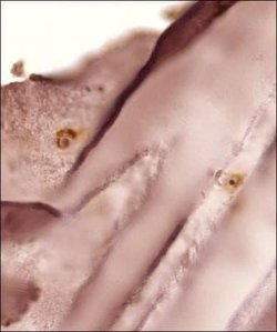 Collagen II Antibody (5B2.5) - Azide and BSA Free, Novus Biologicals 0.1